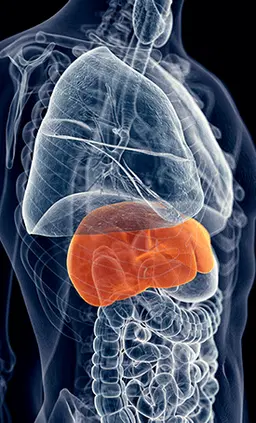 Liv Pure liver health supplement